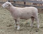 Coyote Acres Nimrod 954J